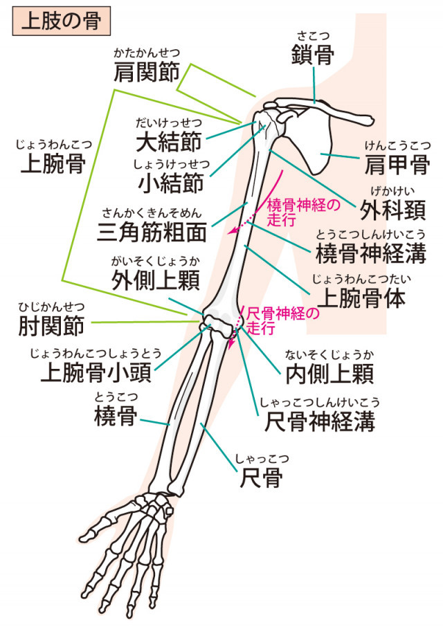内側上顆のイラスト
